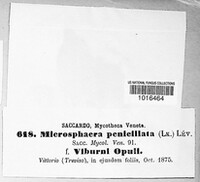 Erysiphe penicillata image